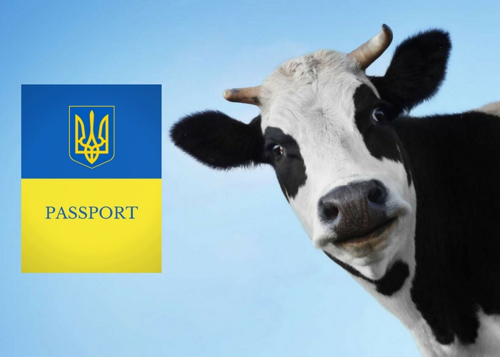 Паспорт тварини: електронний паспорт для худоби, для чого він потрібний?